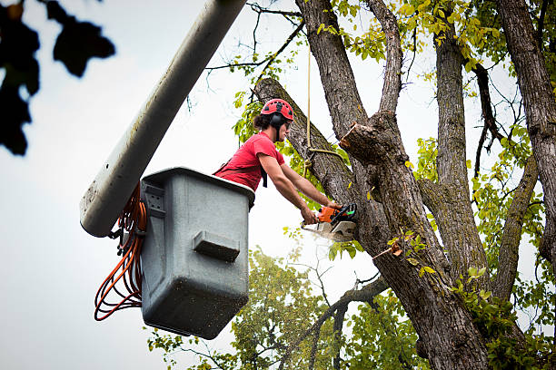 Best Best Tree Removal Services  in Centralia, WA